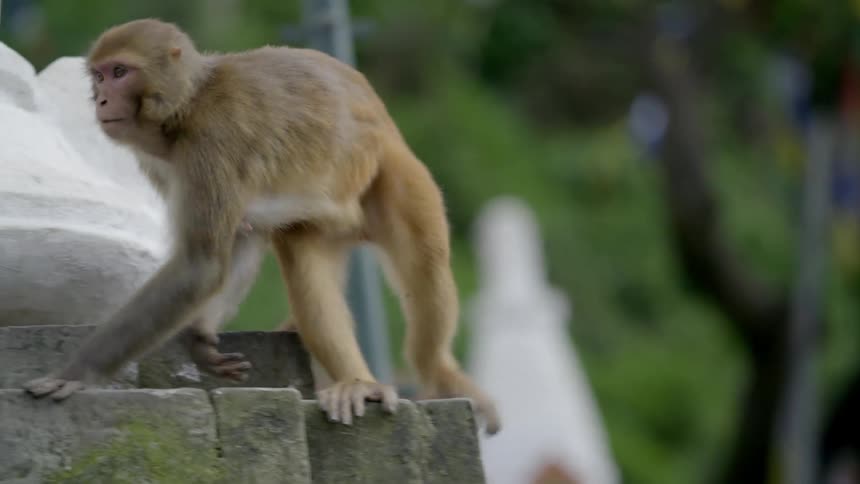 A monkey walking in front of a pillar