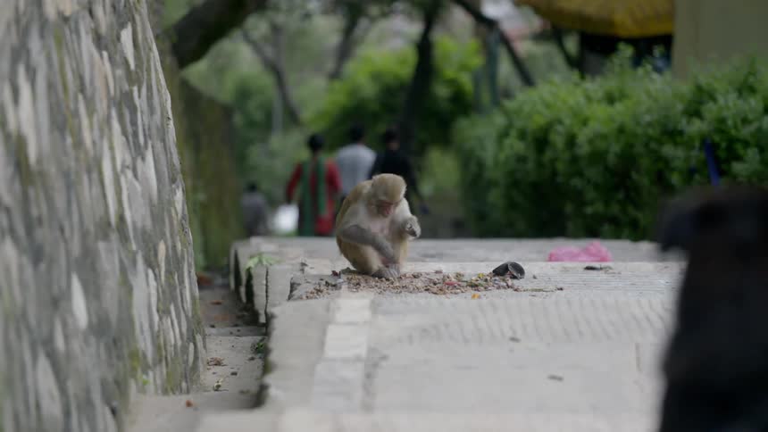 A monkey sits eating on a stair path near a wall