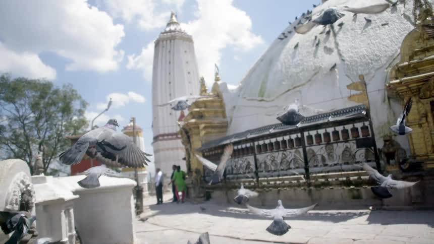 A flock of birds flies toward a domed building