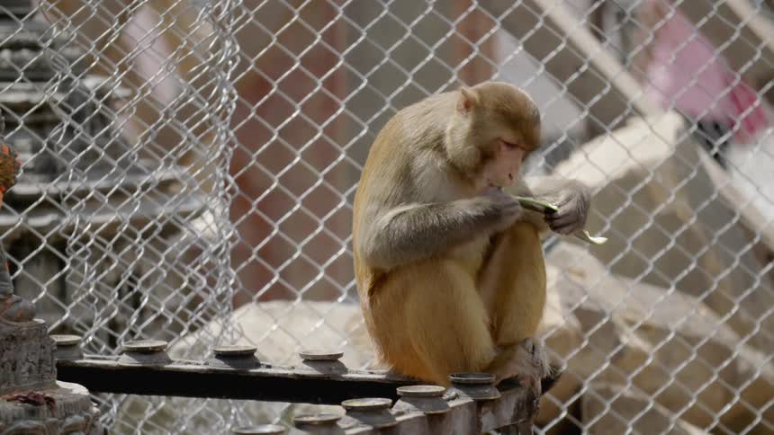 A monkey is eating some food near a fence