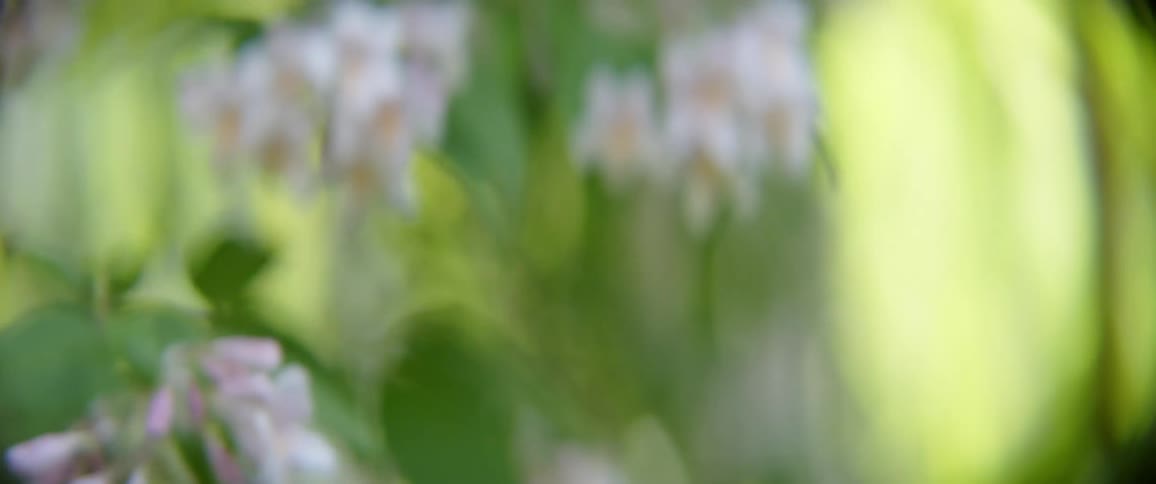 Bee buzzing around a flower during the day