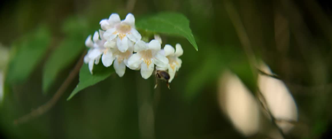 A bee pollinating a plant with flowers and leaves then flying away