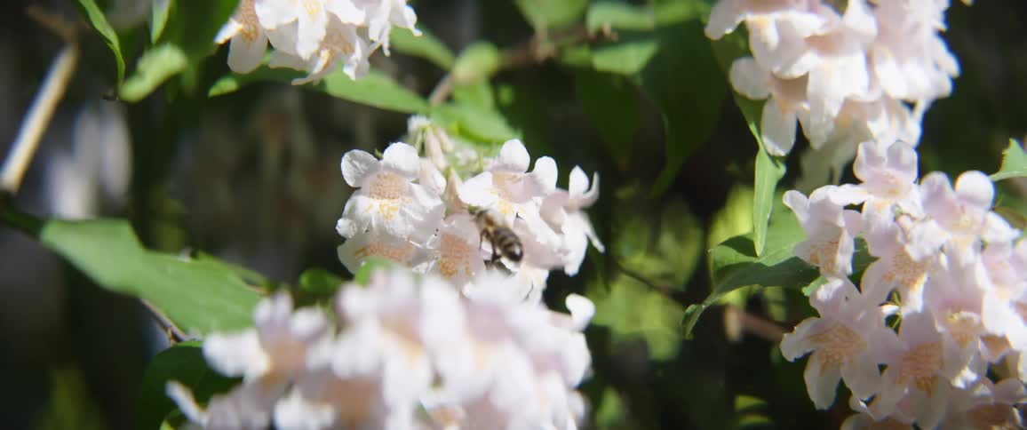 Honey bee hovering over bunches of small white flowers outdoors
