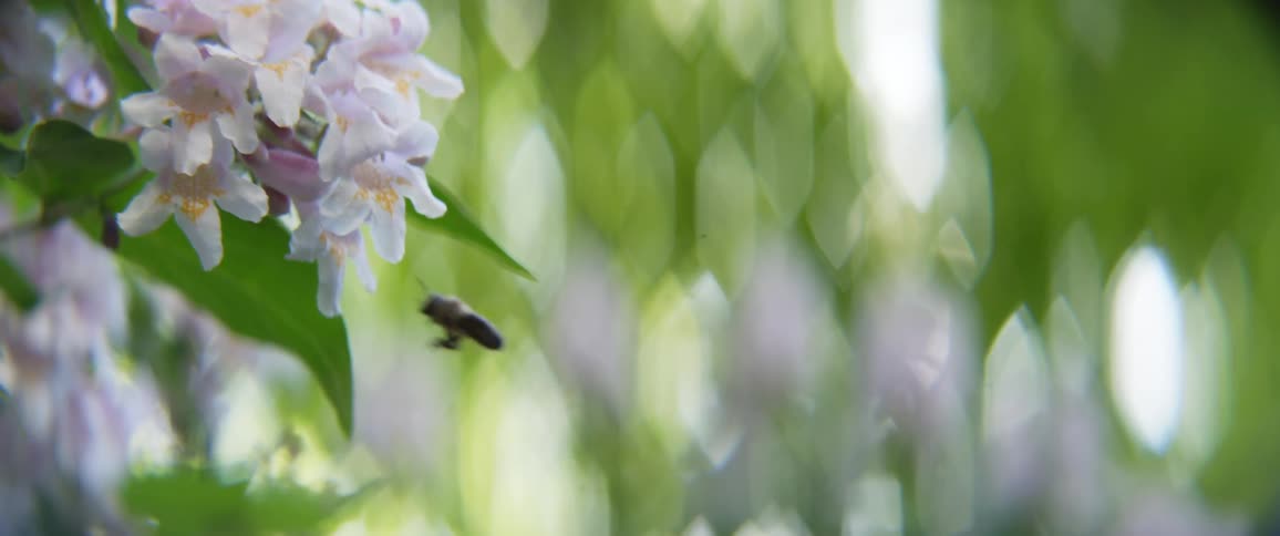 A bee is landing on a flower