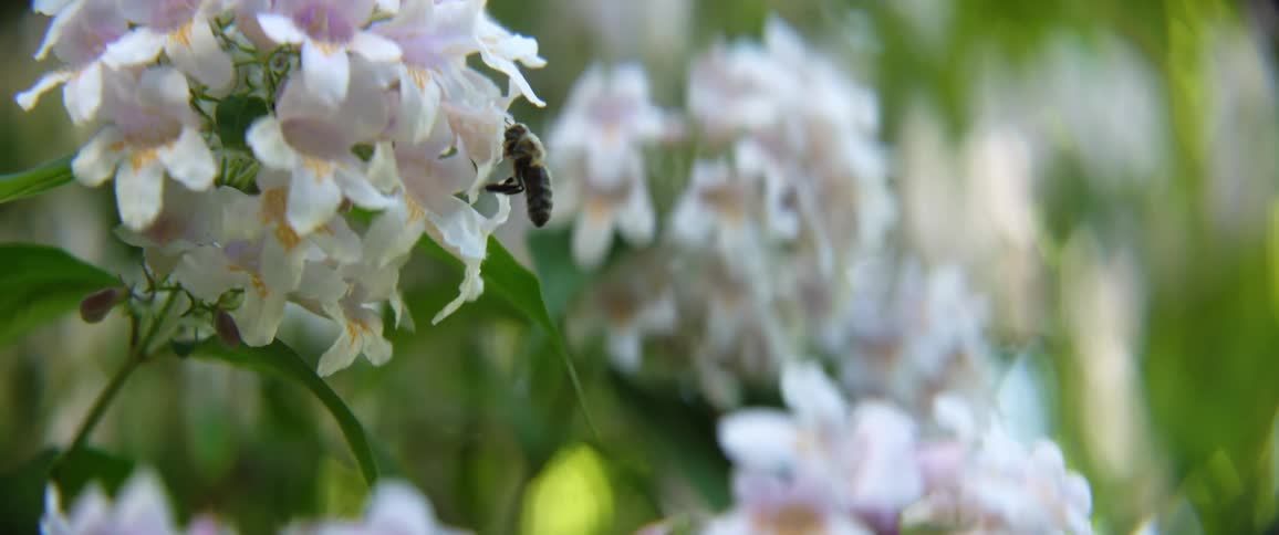 A bumblebee pollinating a flower