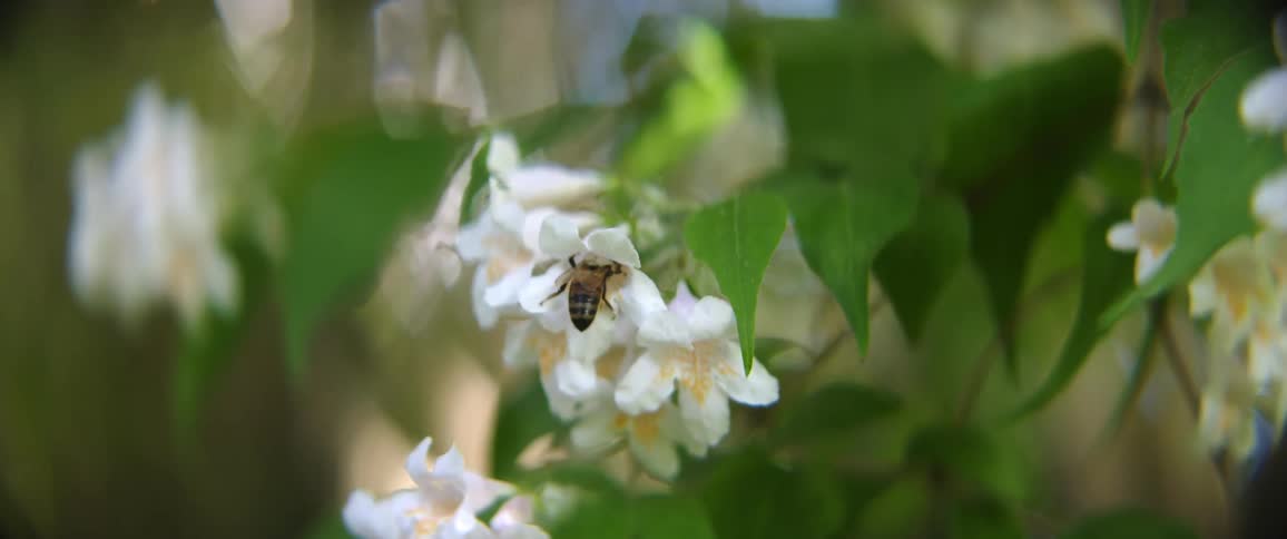 A bee flying around and landing on a white flower