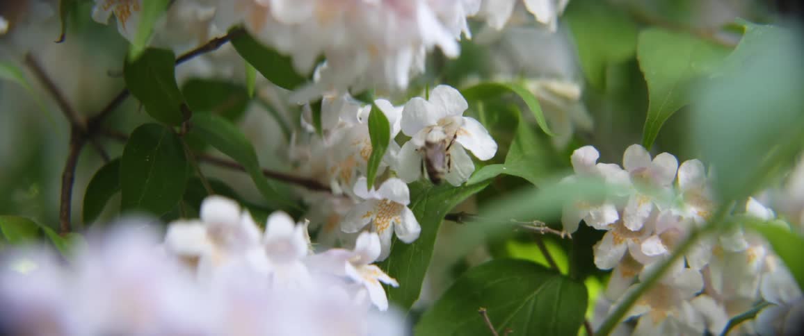 A bee moves around on pink flowers outdoors