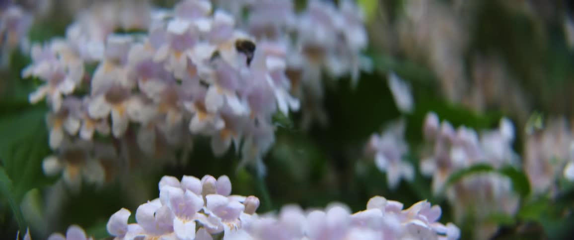 A bee flies from flower to flower in a field during the day