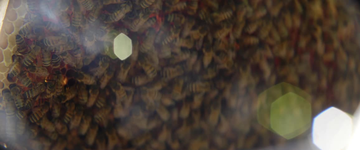 Bees are crawling on a honeycomb