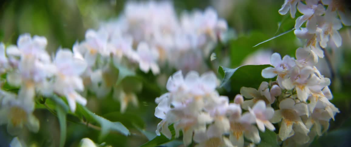 Small white flowers grow on a bush outside