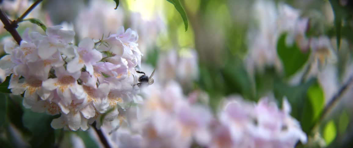 A bee tries to move deeper into a small purple flower on a plant outside