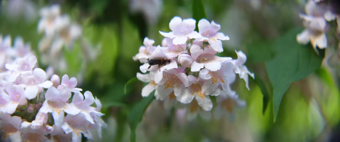 Bee harvesting nectar and pollinating a light pink flower