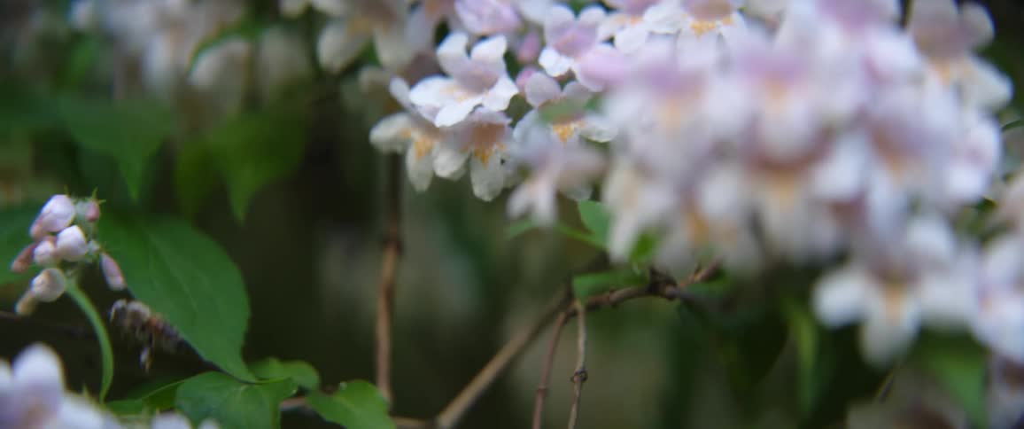 A bee flies to different flowers on a plant outdoors to pollinate them