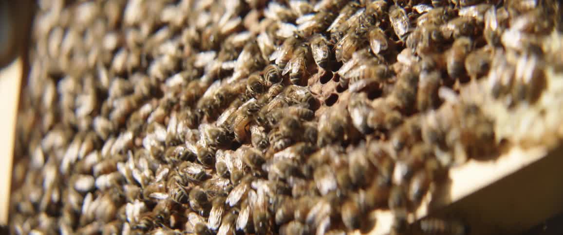 A wooden frame supports a piece of honeycomb that is completely covered in bees