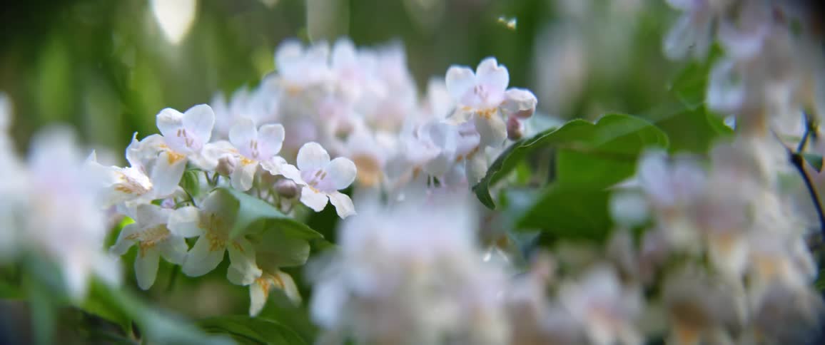 A healthy green plant has numerous small blossoming flowers