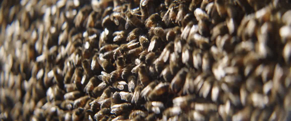 A swarm of bees
