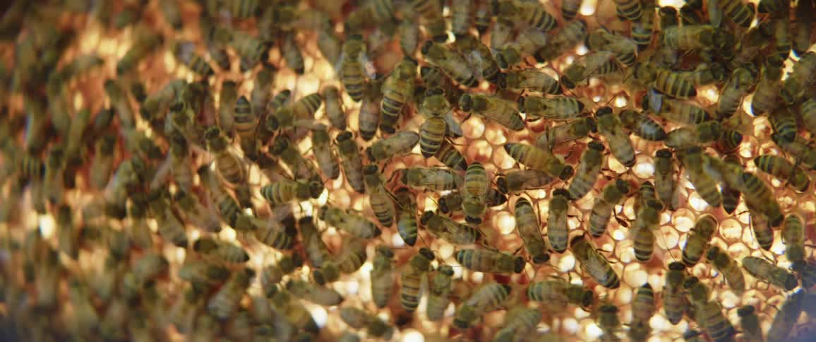 A bunch of bees crawling around a honey comb