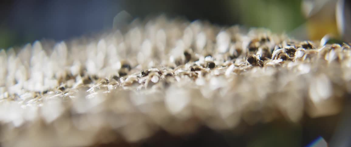 Bees are on a honeycomb in spring