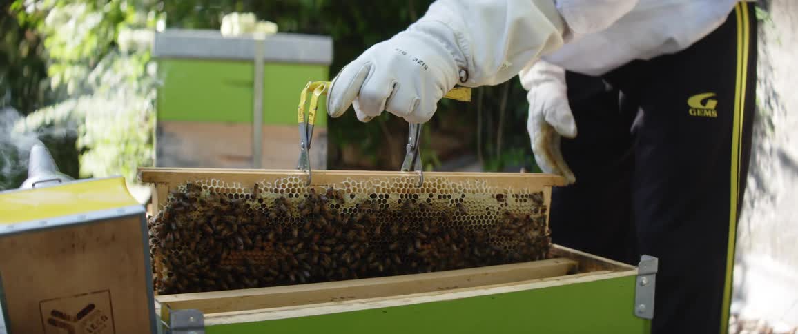 A beekeeper slowly removes a frame covered in bees from an artificial beehive outdoors during the day