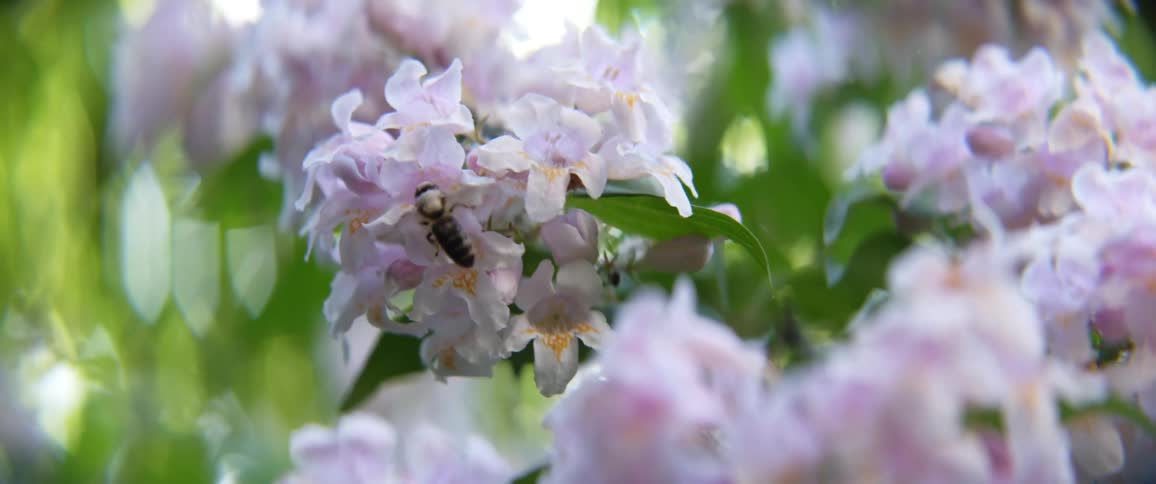 A bee flies around and lands on flowers with trees in the background