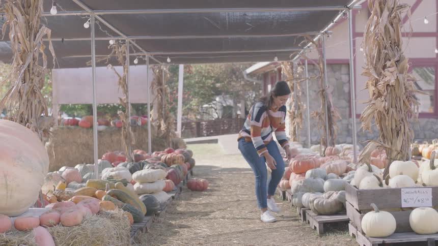A woman in a striped sweater smiles while looking at pumpkins at an outdoor pumpkin patch