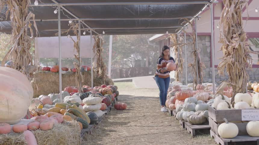 A woman looks at and picks up pumpkins at a farmers market
