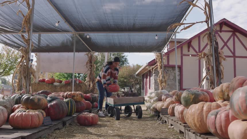 Woman picking pumpkins from a pallet on a street market and placing them on a cart