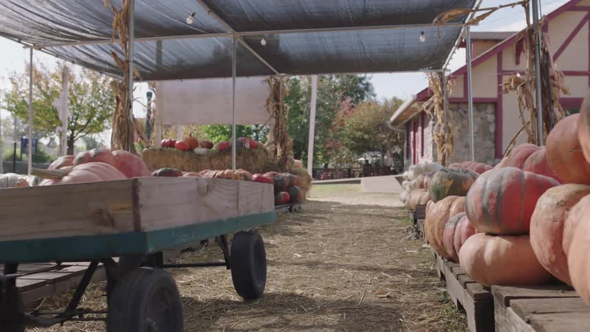 A woman pulls a wagon of pumpkins at a farmers market