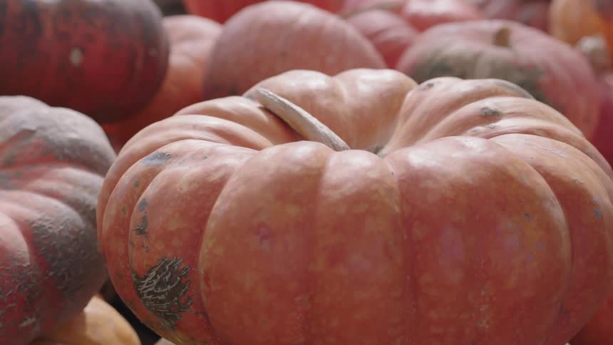A female sets a pumpkin on top of another pumpkin in a pumpkin patch