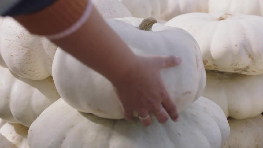 A woman puts a white pumpkin down in a patch of pumpkins