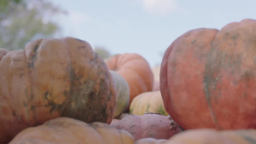 A woman picking pumpkins from a pallet on a public market