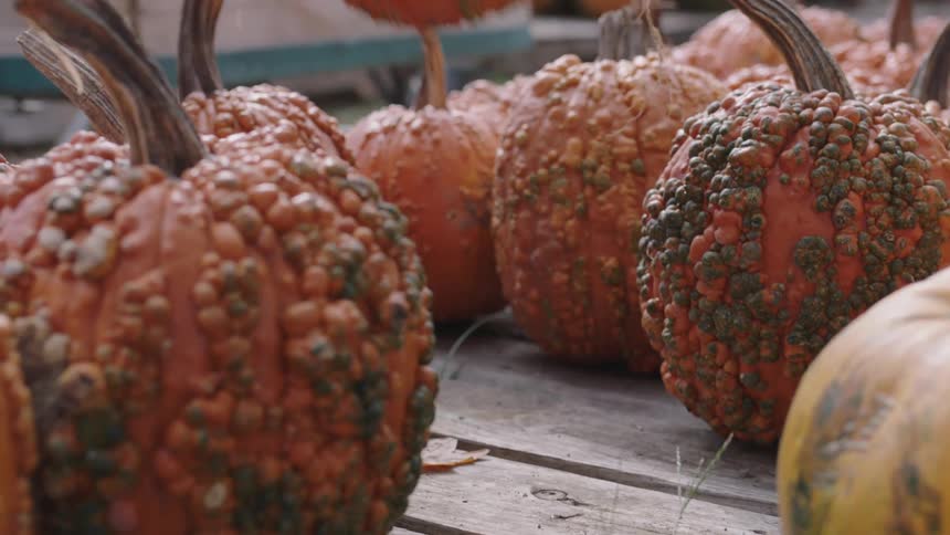 A person grabs a spotted pumpkin by the stem and lifts it off a pallet at a produce stand