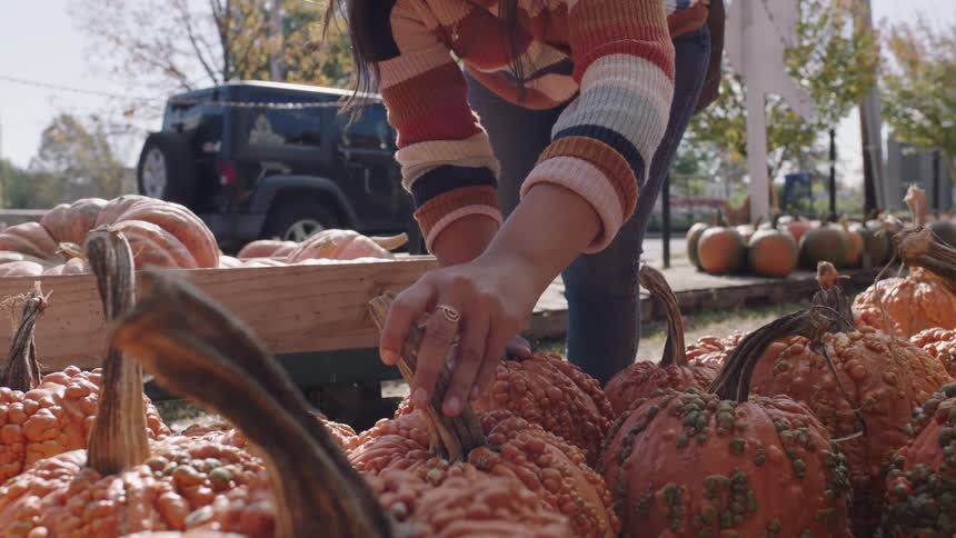 A woman picking out pumpkins at an outdoor pumpkin patch