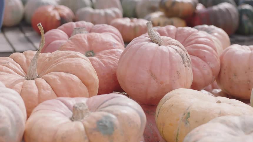 Woman place a pumpkin over a pallet in an open market