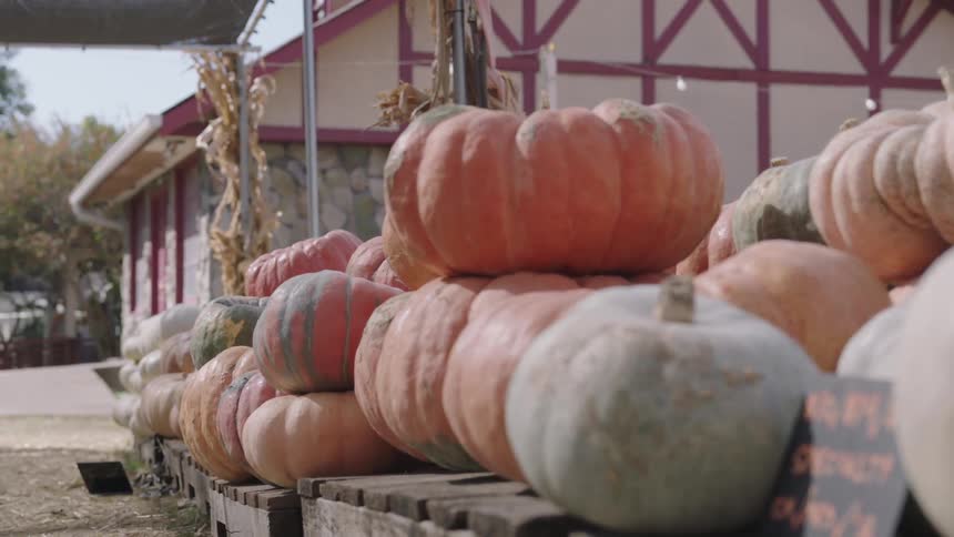 Several colorful pumpkins and squash sit on pallets at a produce stand
