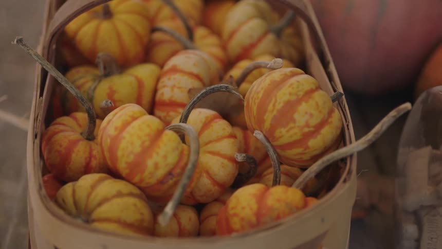 A basket full of miniature pumpkins sits next to several large pumpkins