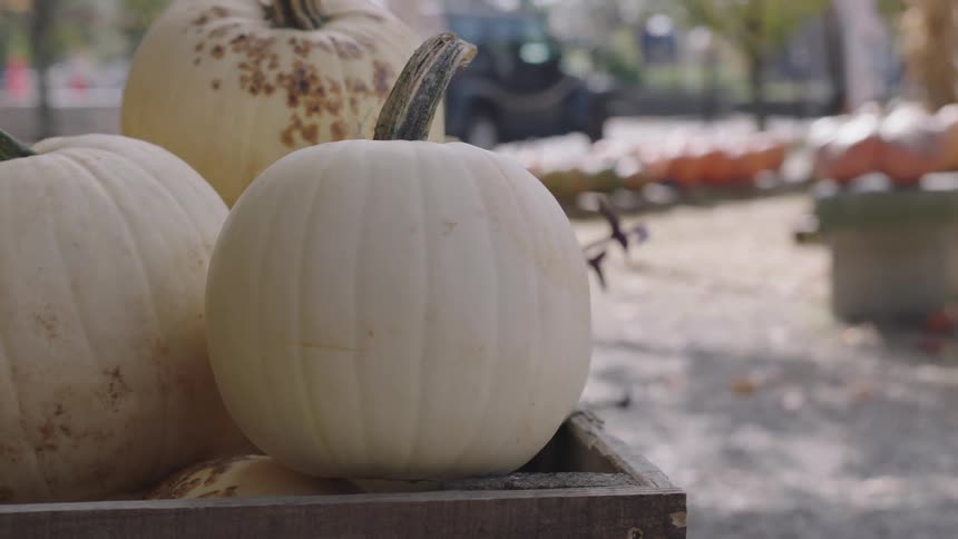 White pumpkins on an outdoor pumpkin stand on a fall day