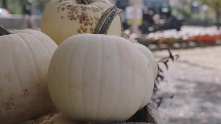 Several white pumpkins sit in a box at a produce stand