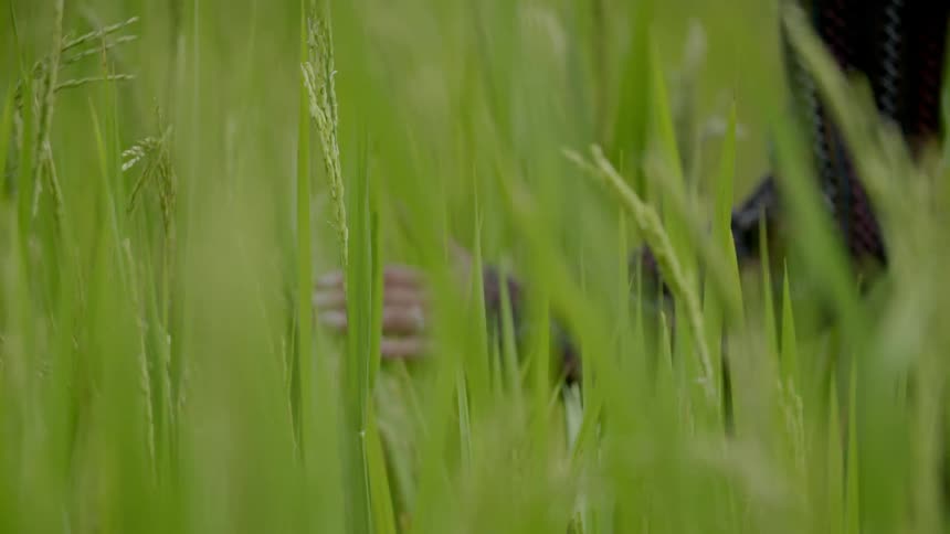A person runs their hands over long grass