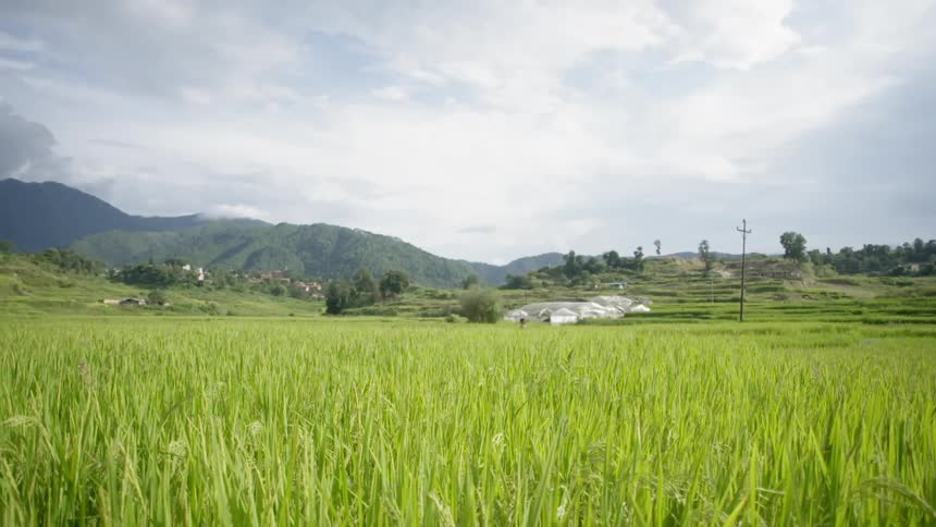 Green grass grows in a rural field
