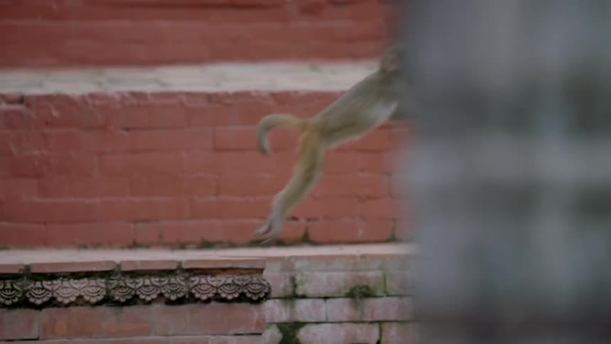 Long-tailed monkey jumping from one ledge to another
