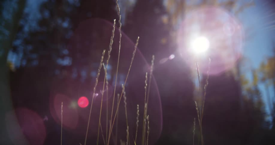 The sun shines between tree branches