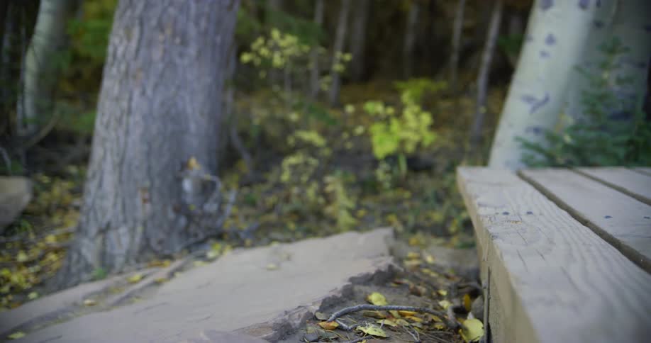 A bike is ridden over a wooden step outdoors next to trees