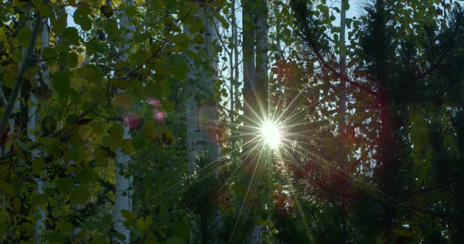 Sunlight flares and shines through trees were you can see a blue sky inbetween trunks