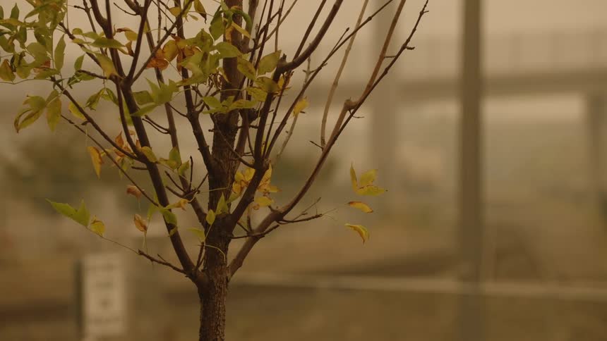 Bus driving behind a small tree on a city