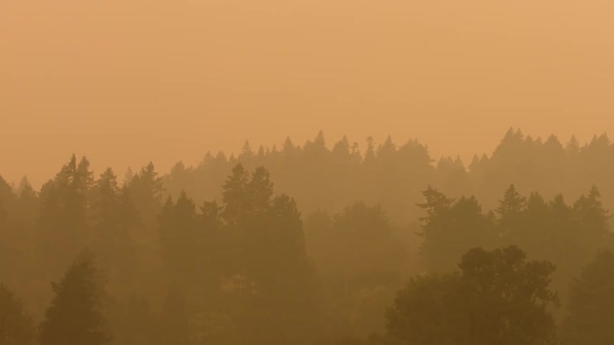 A forest is bathed in an orange hue caused by nearby wildfires