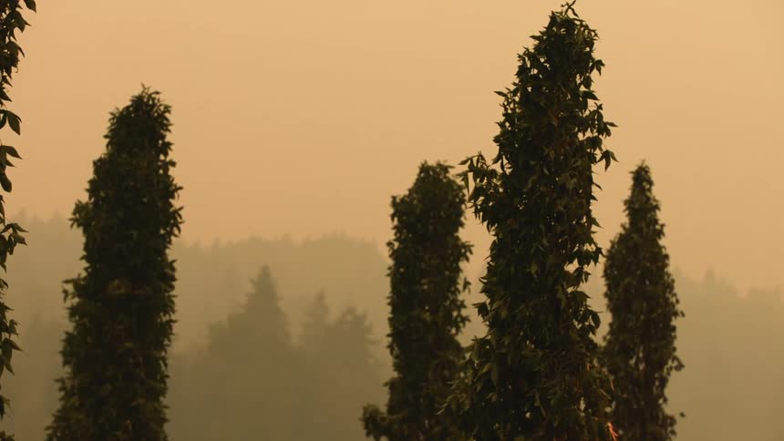 Narrow trees standing under a yellow sky on a foggy evening