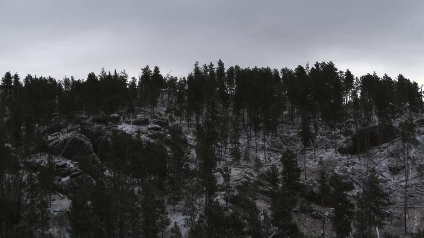 Aerial view of pine tree forest covered n snow on a mountain range