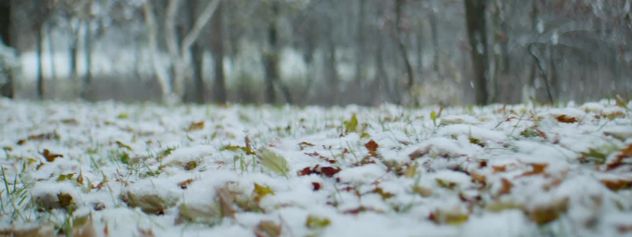 Trees in a forest is displayed in winter