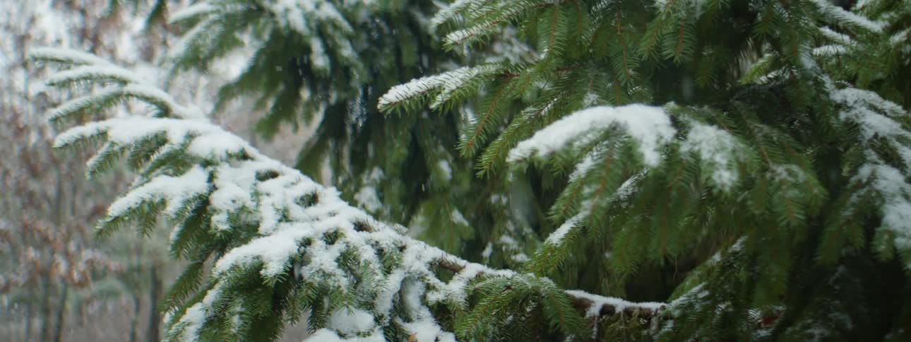 Snow falls on an evergreen tree in a woodland during the day